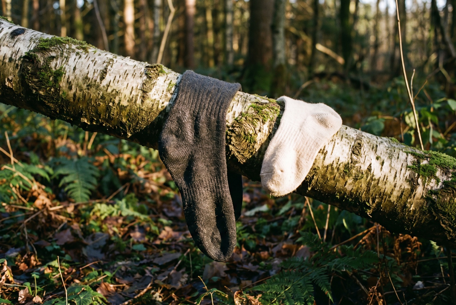 One soaked wool sock and one dry spare laid across a fallen birch trunk in low light