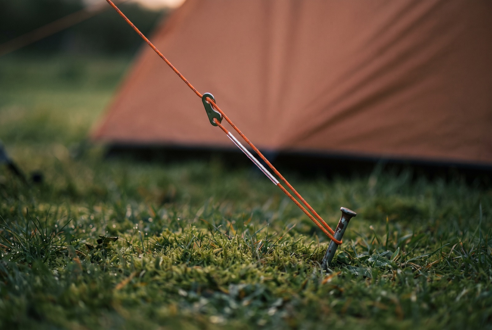 A taut orange guy line and tensioner pegged into dewy grass, seen close to the ground.