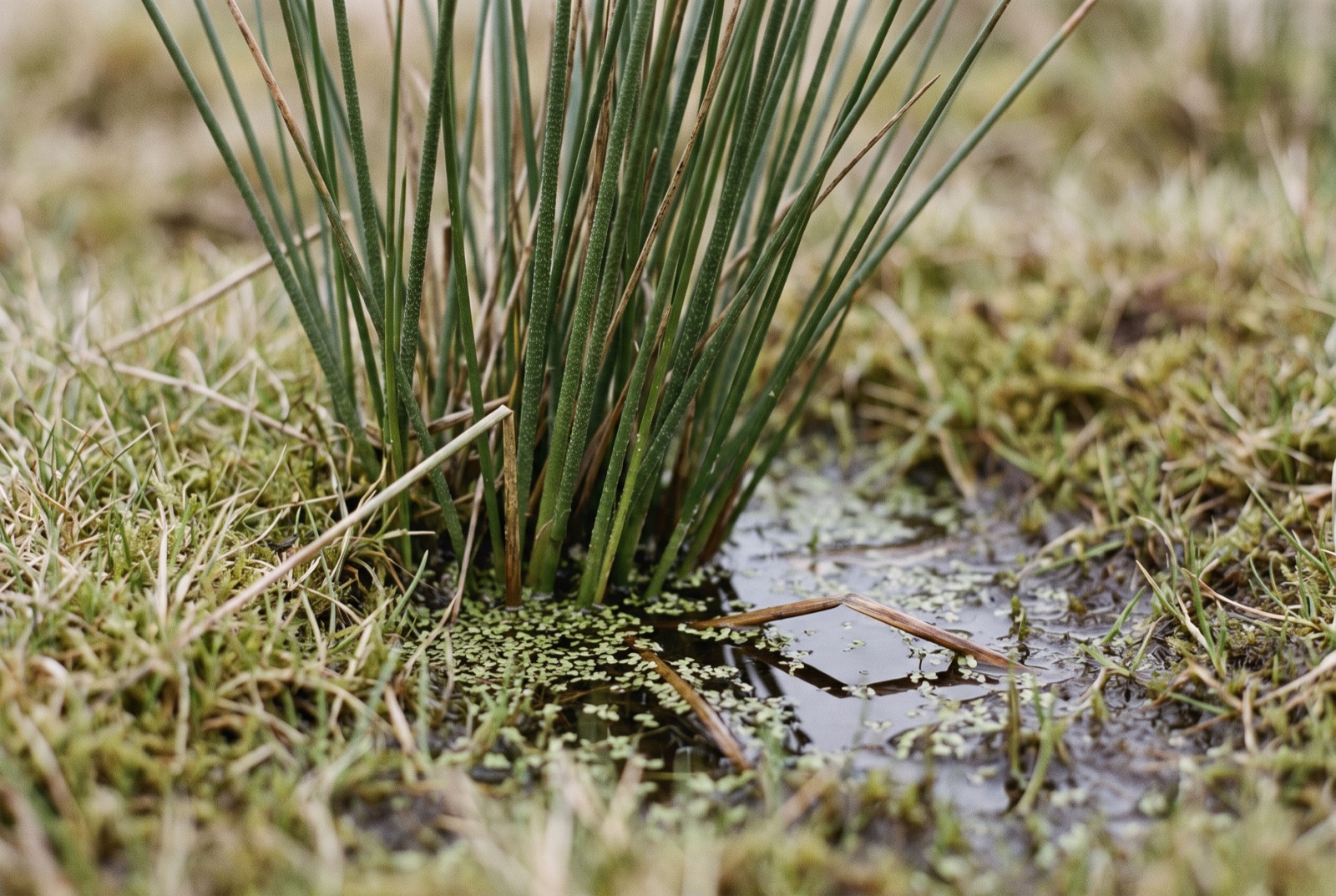 A tussock of soft rush growing from cropped turf with dark standing water pooled around its base.