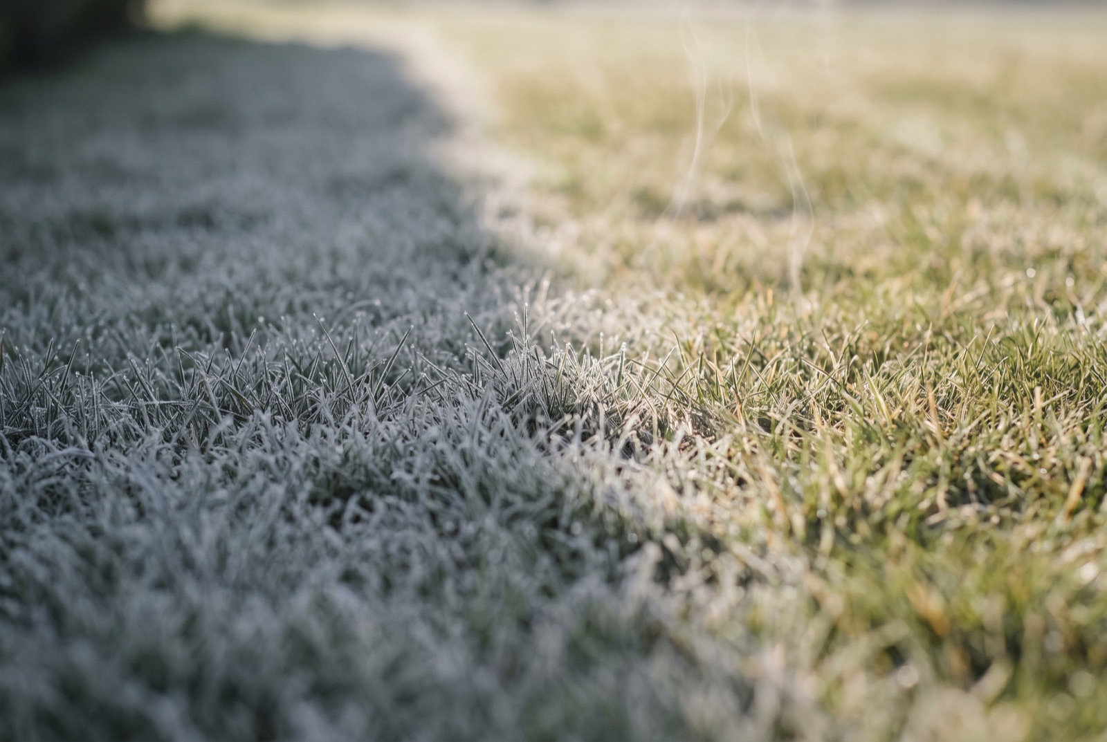 The edge of a hedge's shadow crossing dewy grass at sunrise, dew still silvering the shaded side and the lit side beginning to dry.