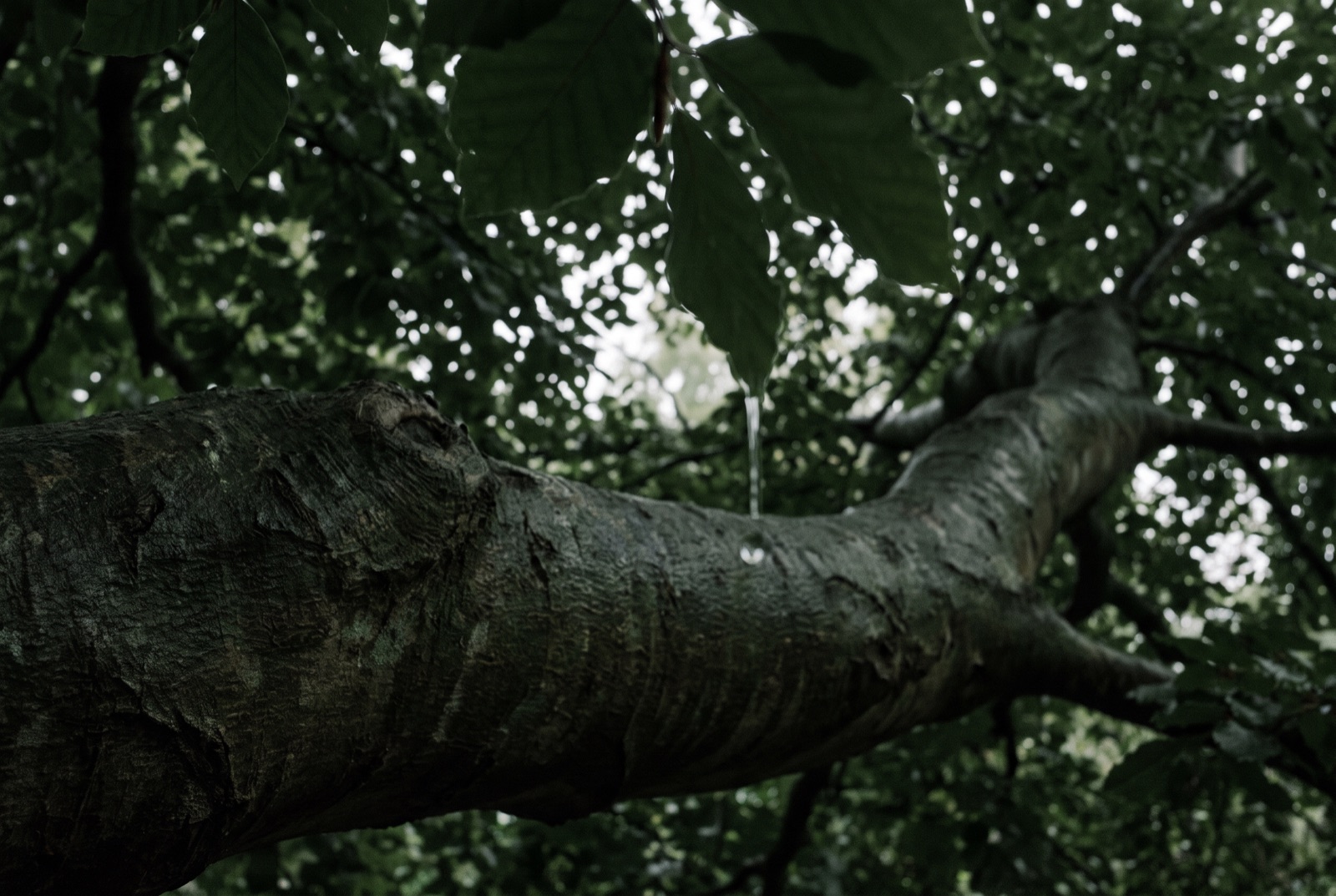A heavy horizontal beech limb seen from below against a dense summer canopy, with a drop of water on a leaf tip in the foreground.