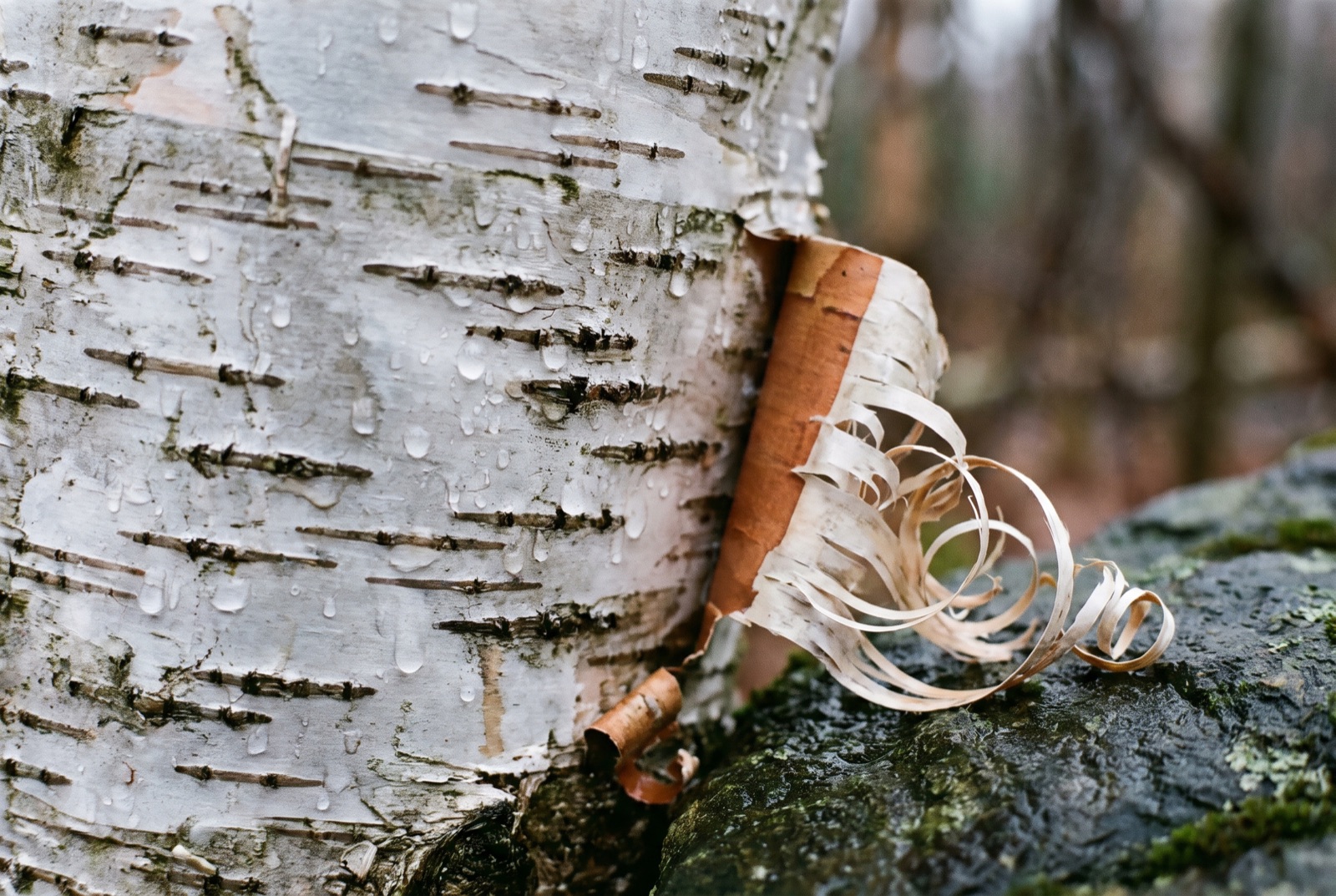 Water-beaded birch bark peeling from a wet trunk, with a small pile of fine bark shavings scraped onto a dark stone.