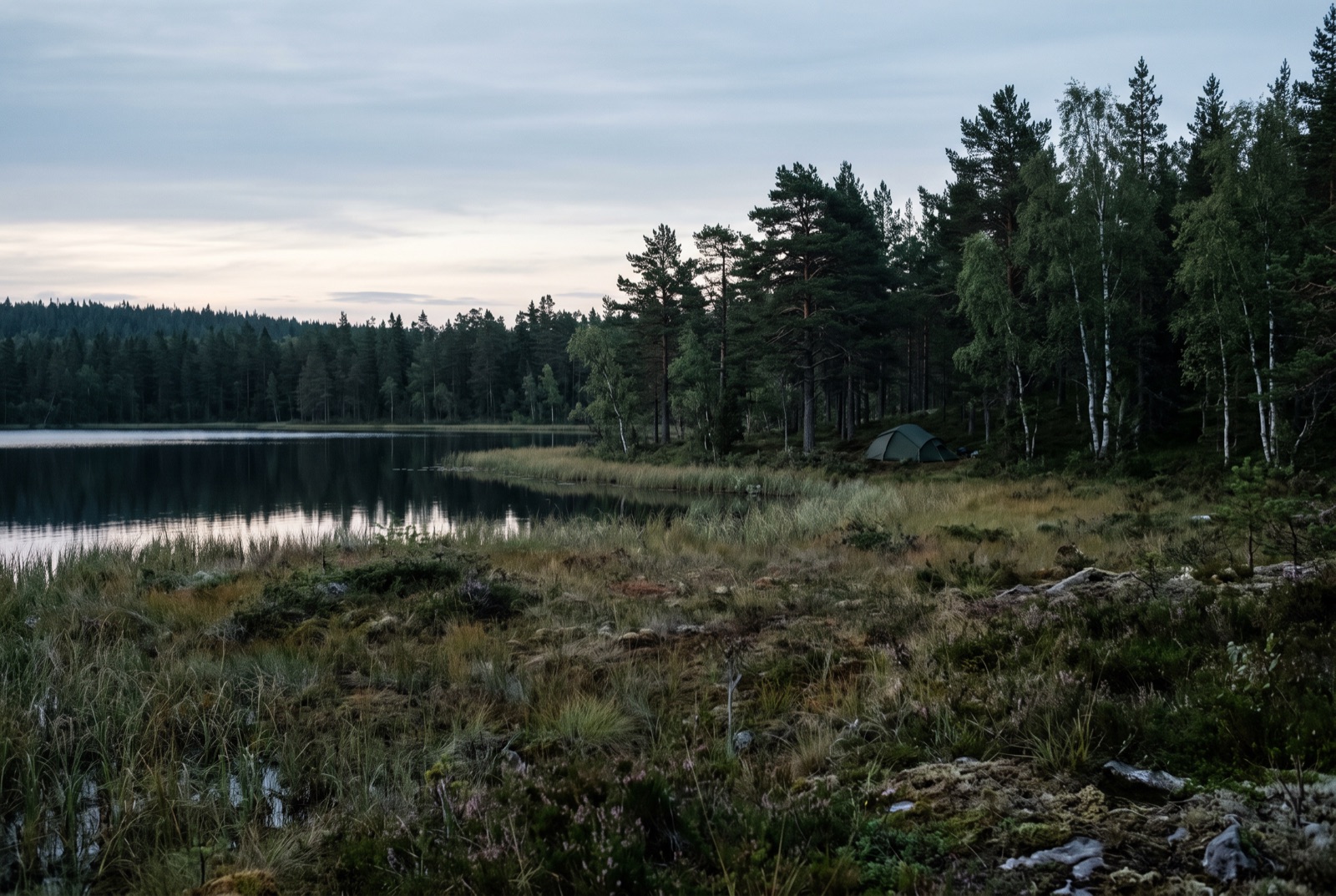 A small tent pitched well back from a Nordic lake shore at first light, with birch and pine behind it and empty ground in between.